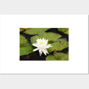 Water lily Posters and Art